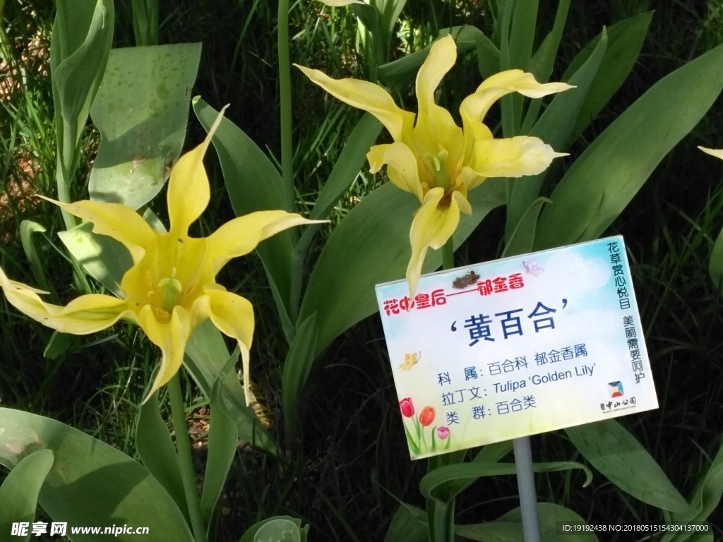 郁金香
