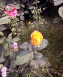 黄色月季花