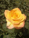 黄月季花