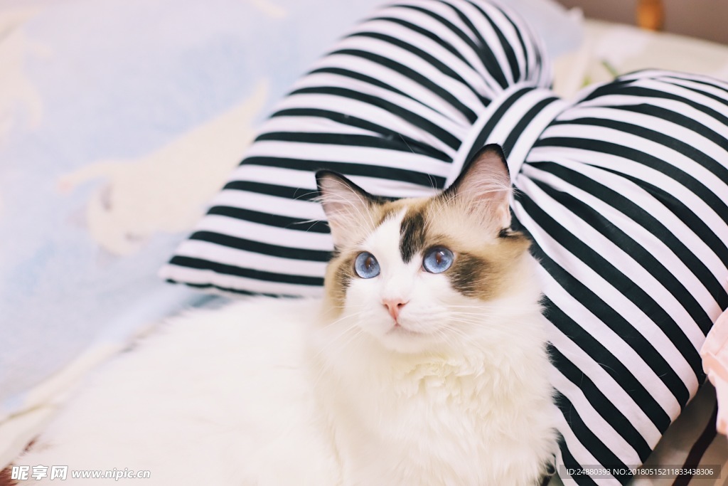 布偶猫桌面