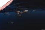 海豚