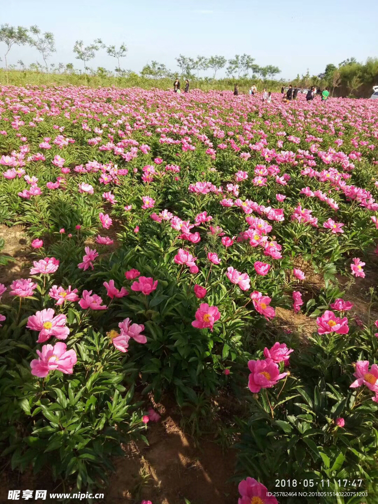 芍药