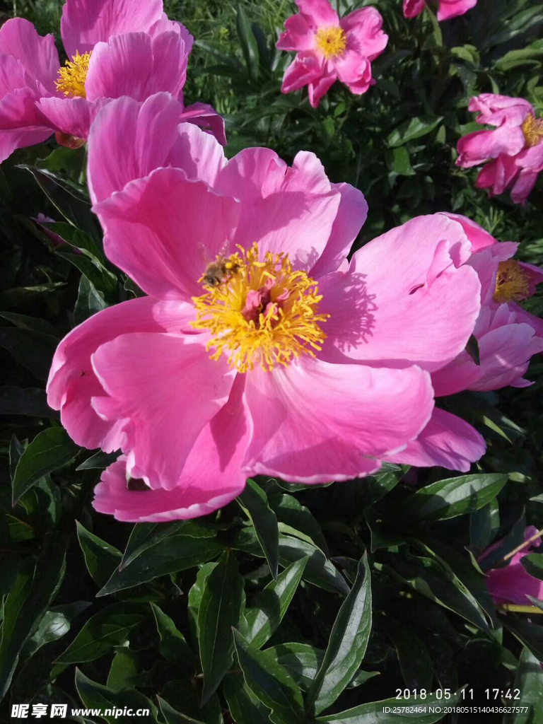 芍药