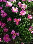 芍药