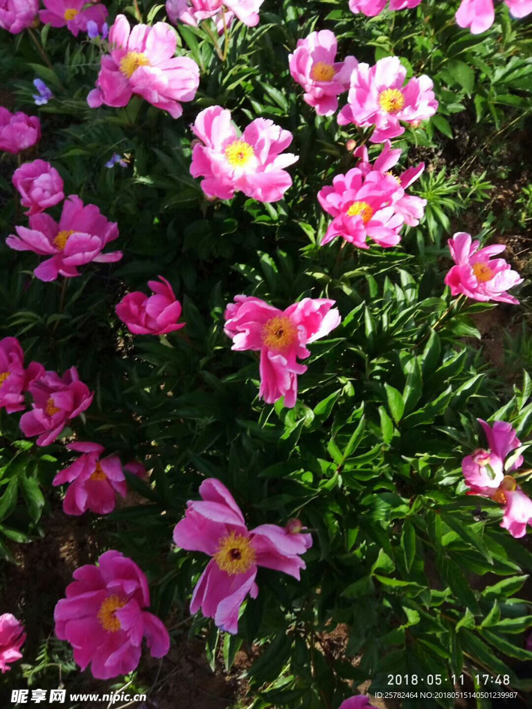 芍药