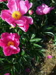 芍药