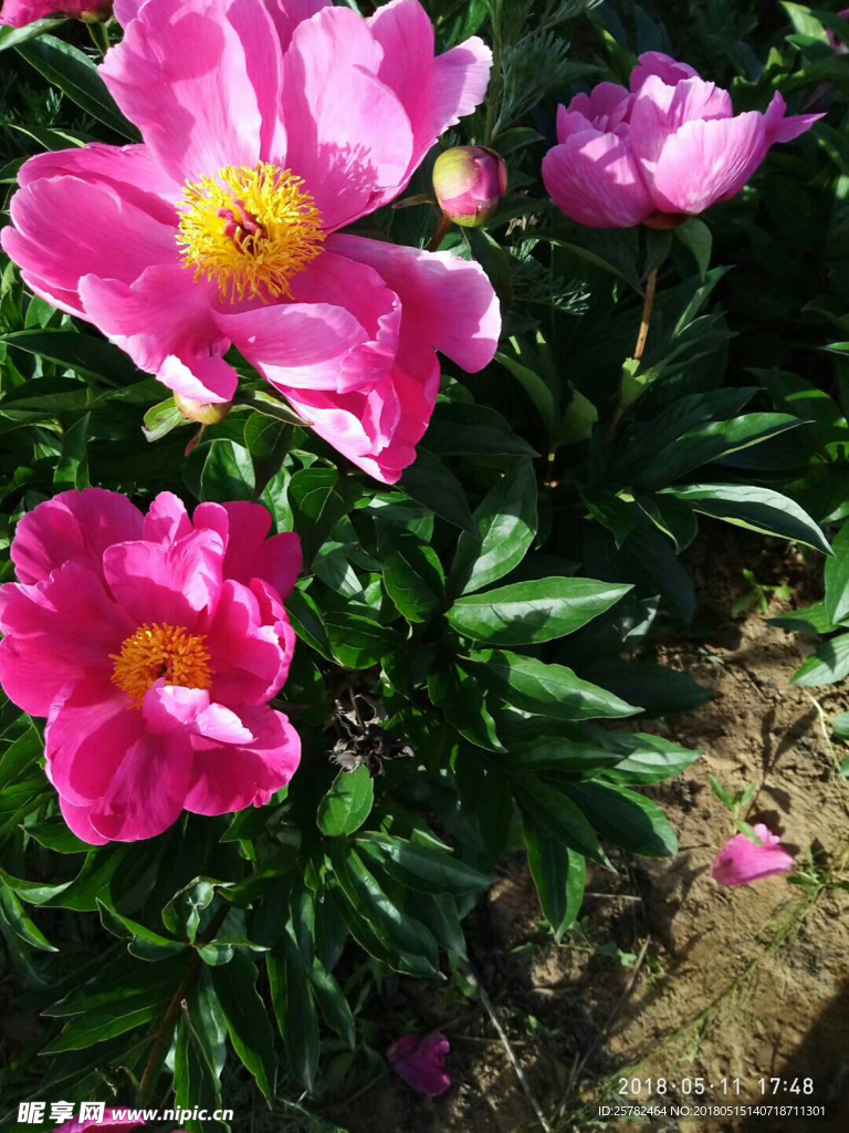 芍药