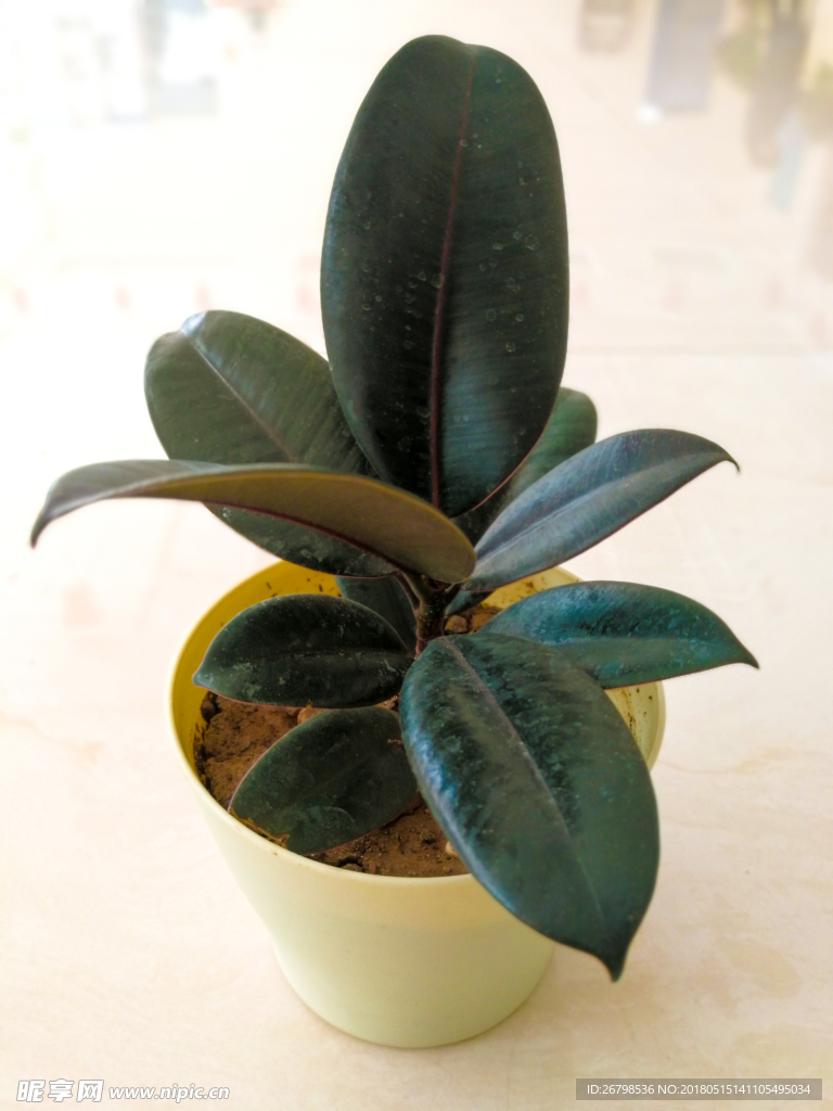 绿色植物