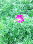 波斯菊 紫色花