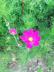 波斯菊  紫色花
