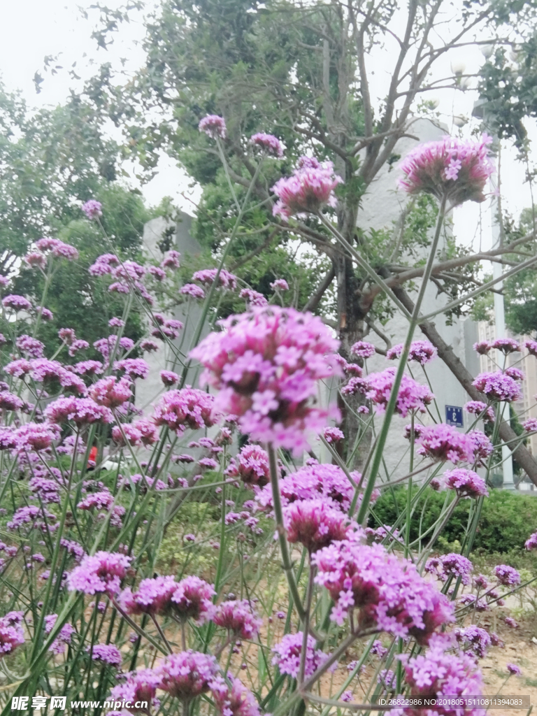 波斯菊  紫色花