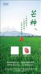 芒种节气海报设计