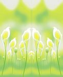 百合花