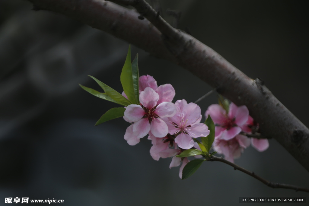 桃花