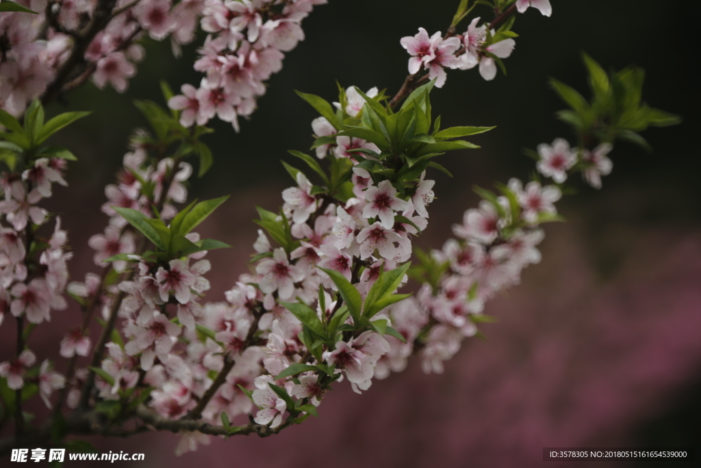 桃花