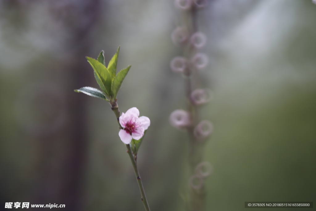 桃花