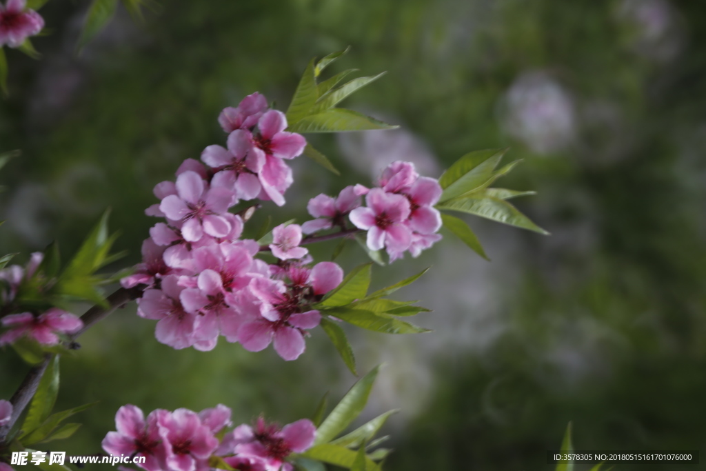桃花