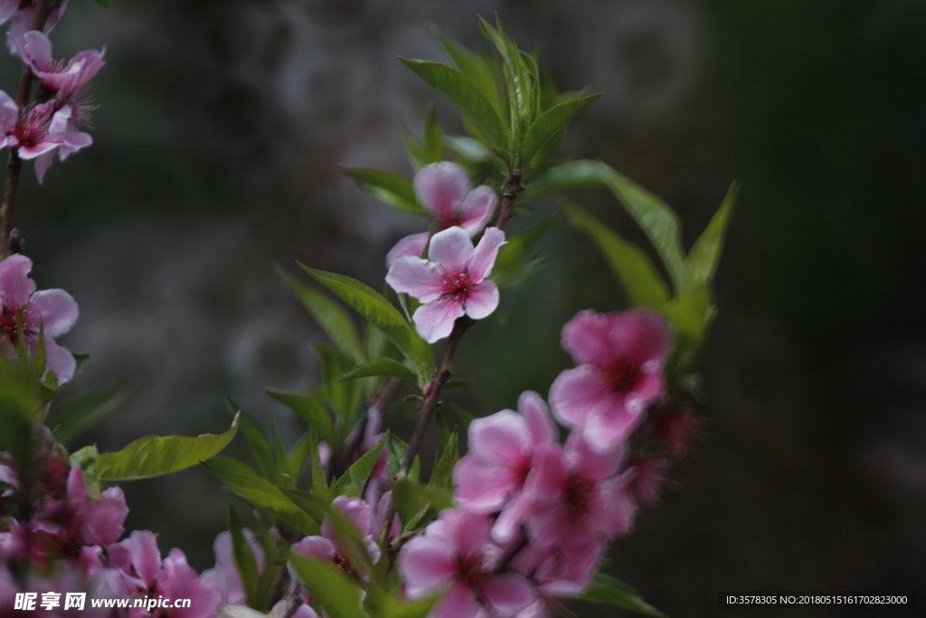 桃花