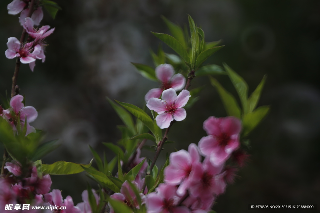 桃花
