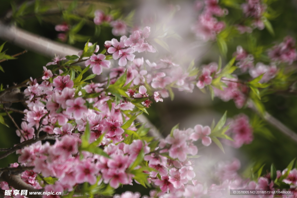 桃花