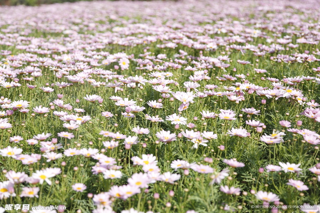 花草