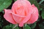 玫瑰花