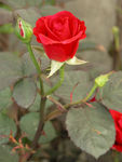 玫瑰花