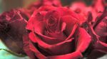 玫瑰花