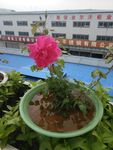 五彩月季花 月季 花朵 鲜花