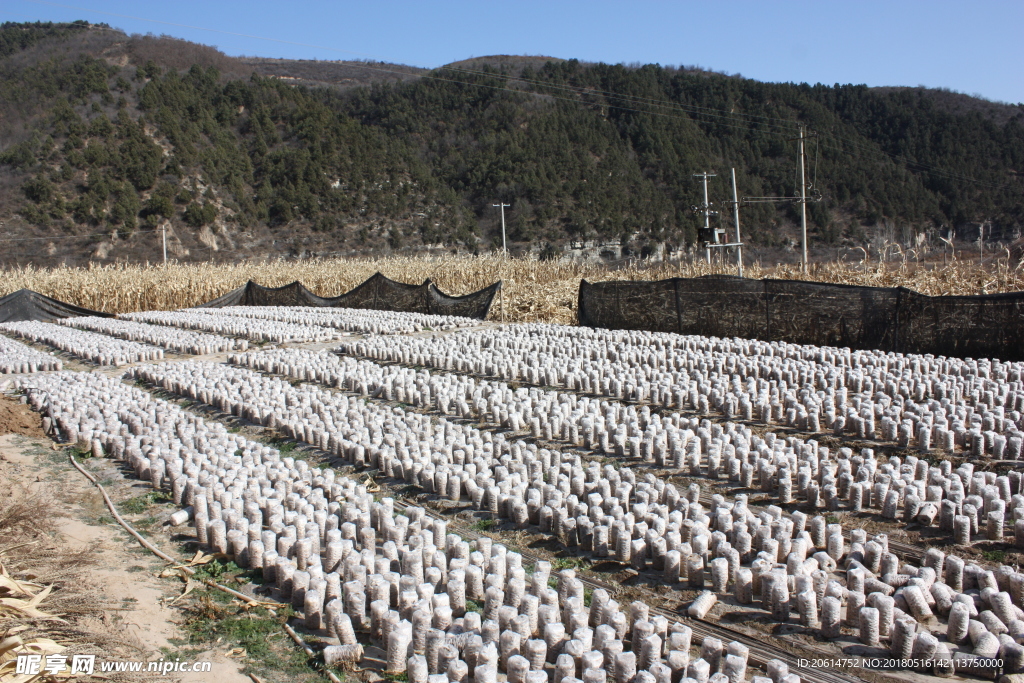 蘑菇种植基地