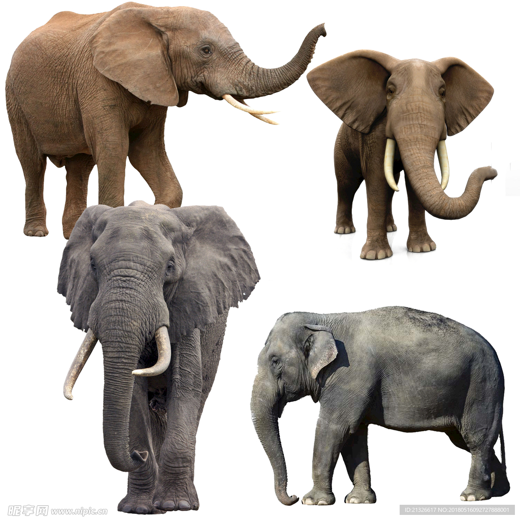 大象 象 小象 象群 各种象