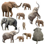 大象 象 小象 象群 各种象