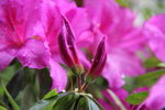杜鹃花