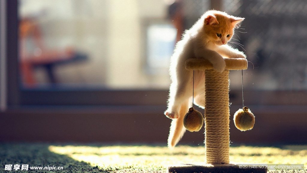 猫