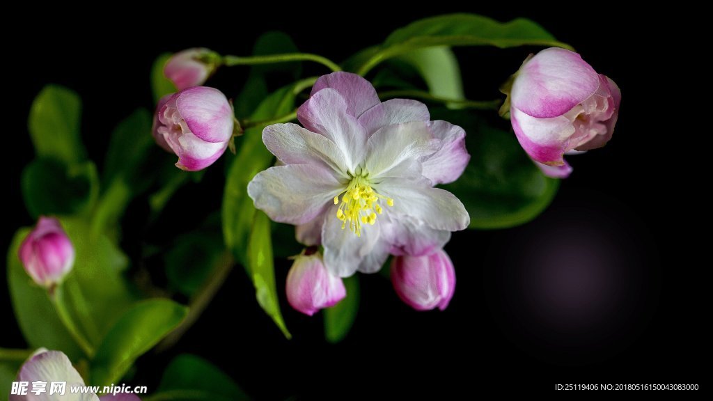 月季花