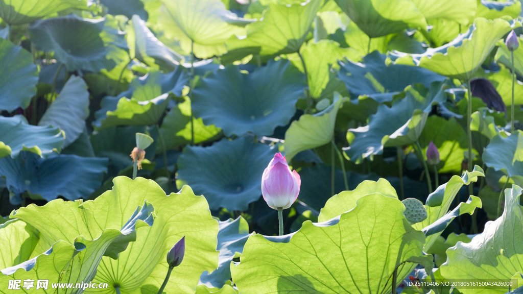 荷花