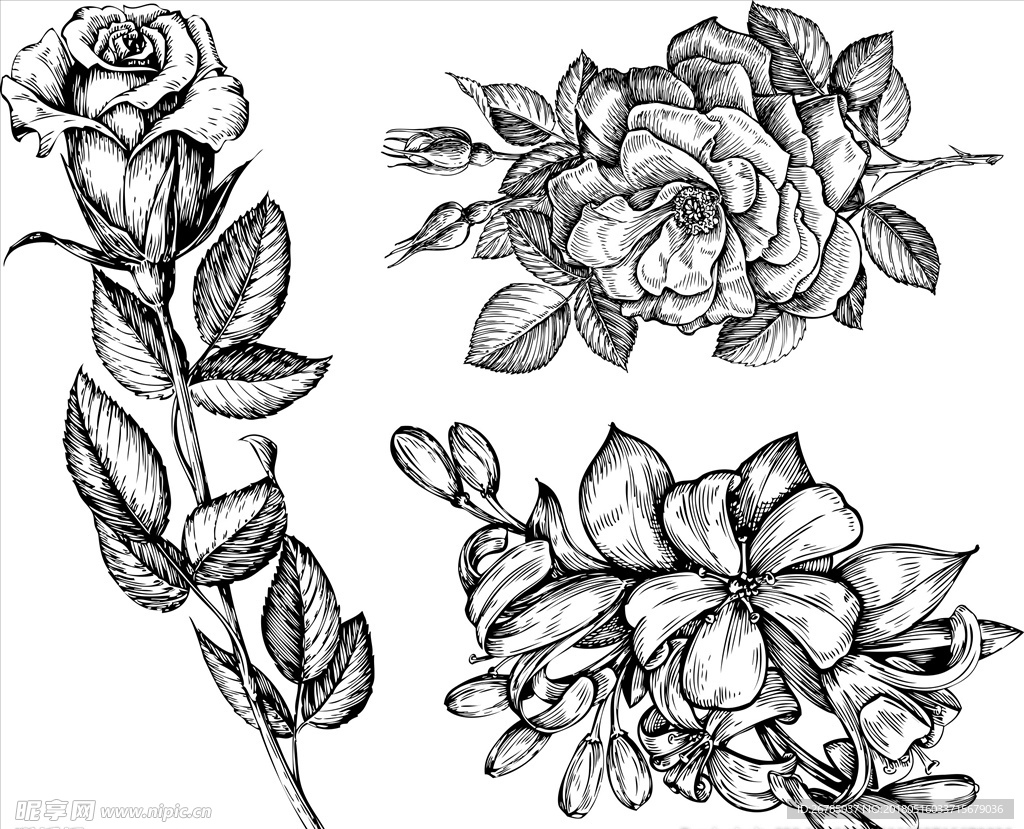 手绘玫瑰花图片素材-编号24837481-图行天下
