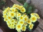 报春花 小黄花