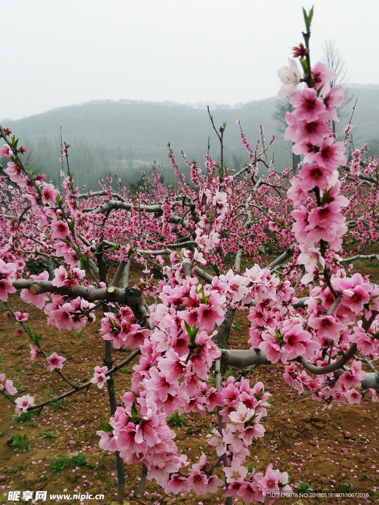 桃花