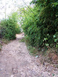 竹林小路