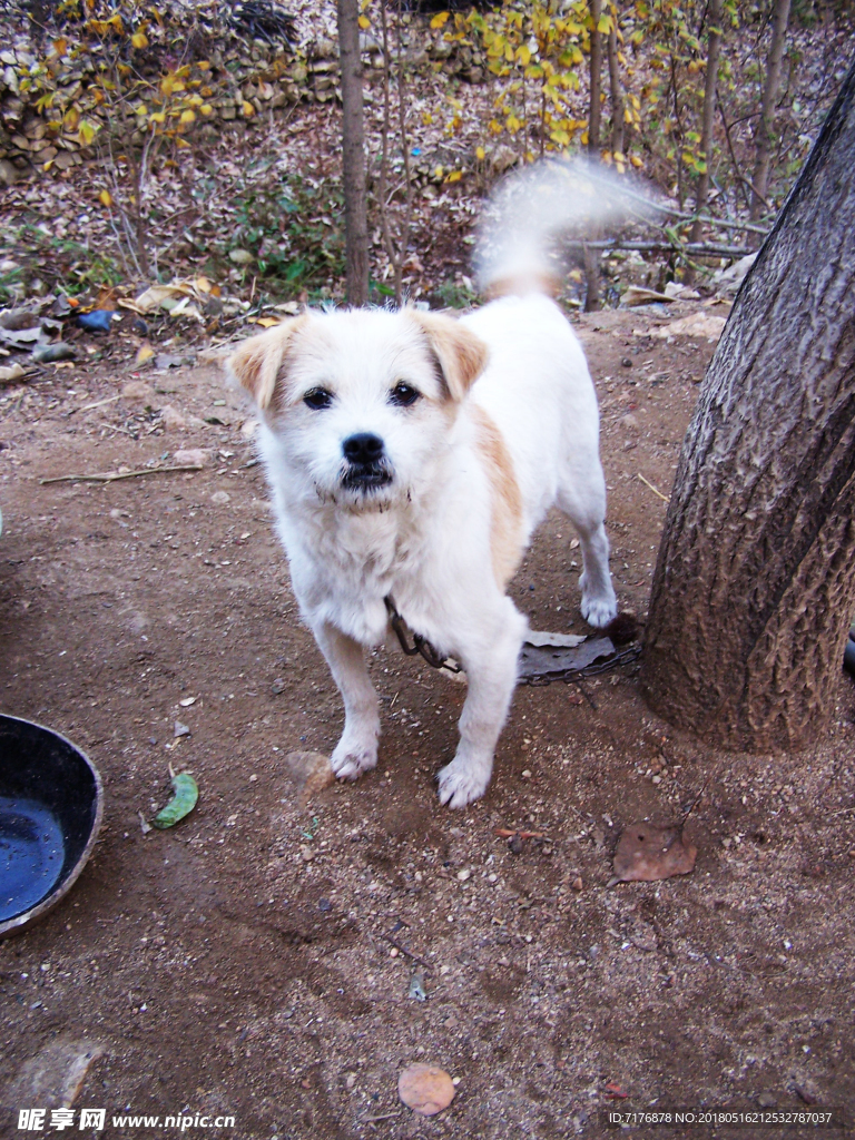 田园犬