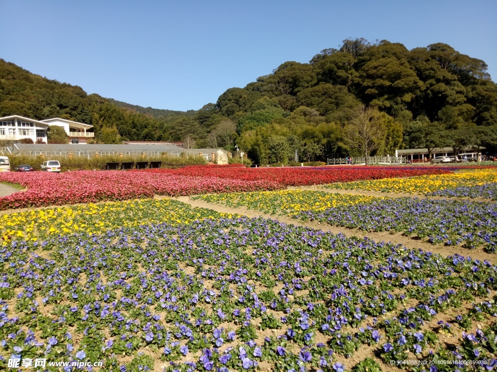 花海
