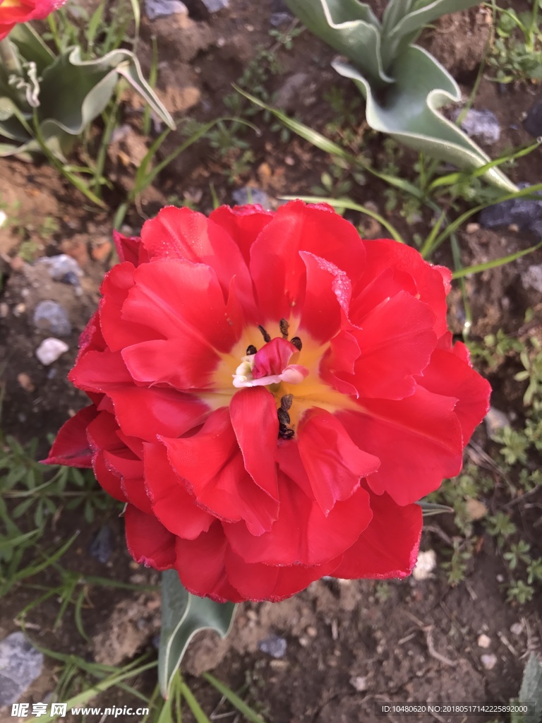 红花
