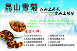 昆仑雪菊