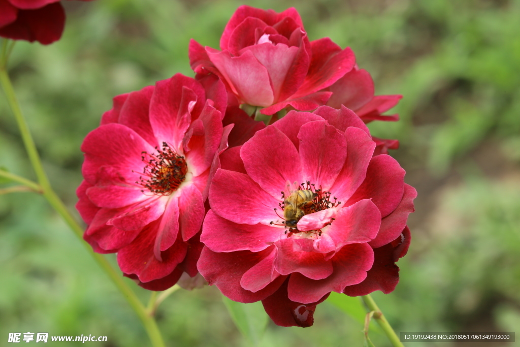 月季花