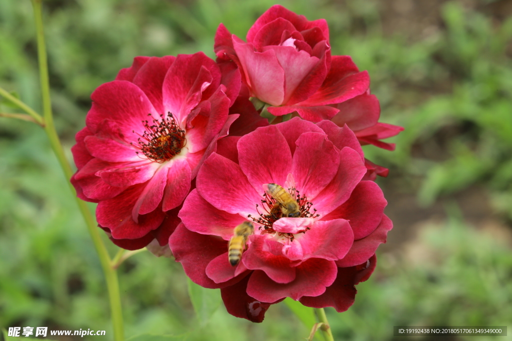 月季花