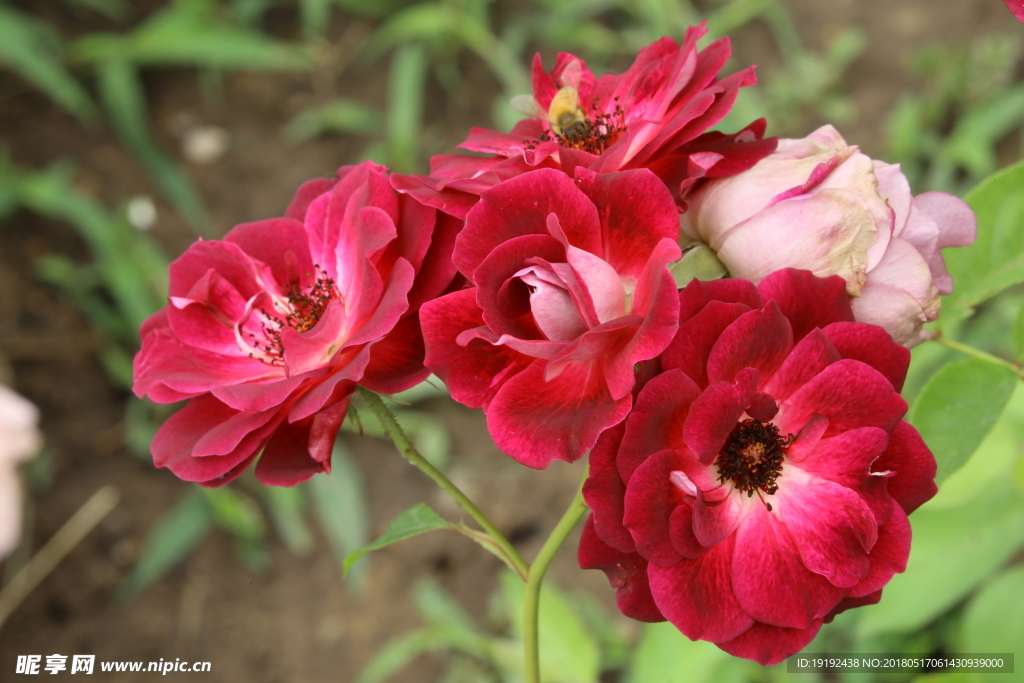 月季花