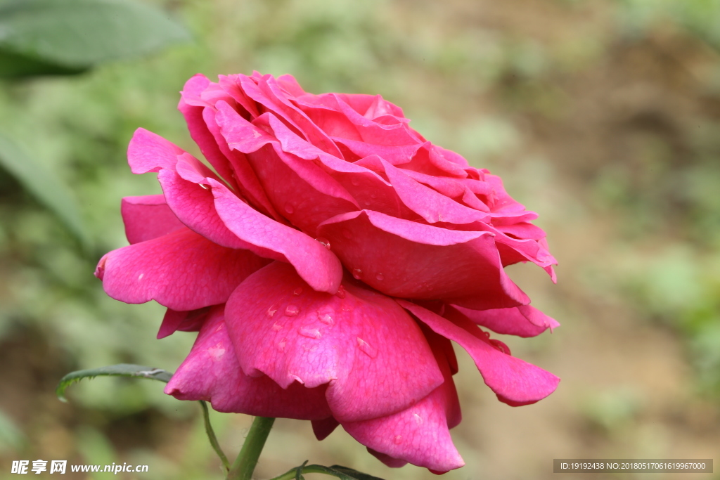 月季花