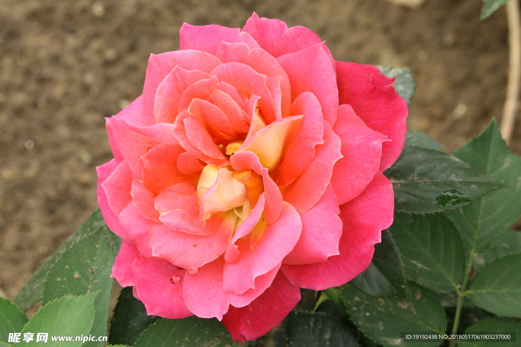 月季花