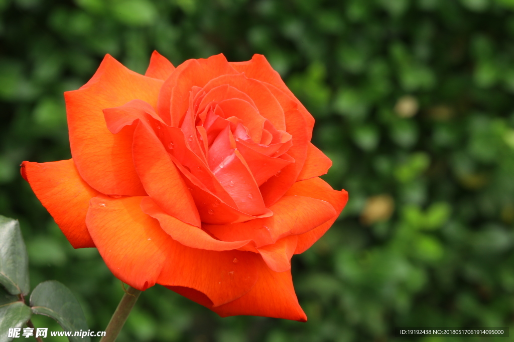 月季花